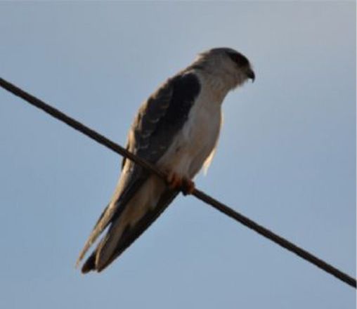 Azərbaycanda yeni quş növü aşkar edilib (FOTO) - Gallery Image