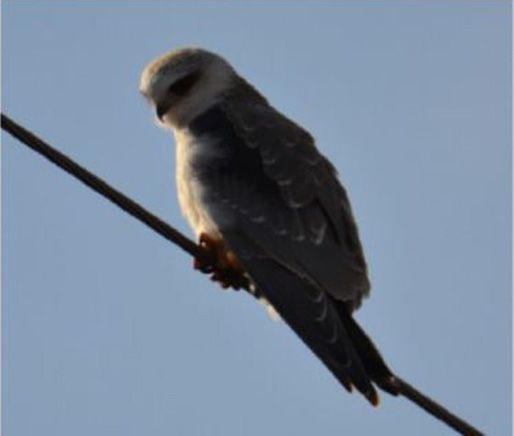 Azərbaycanda yeni quş növü aşkar edilib (FOTO) - Gallery Image