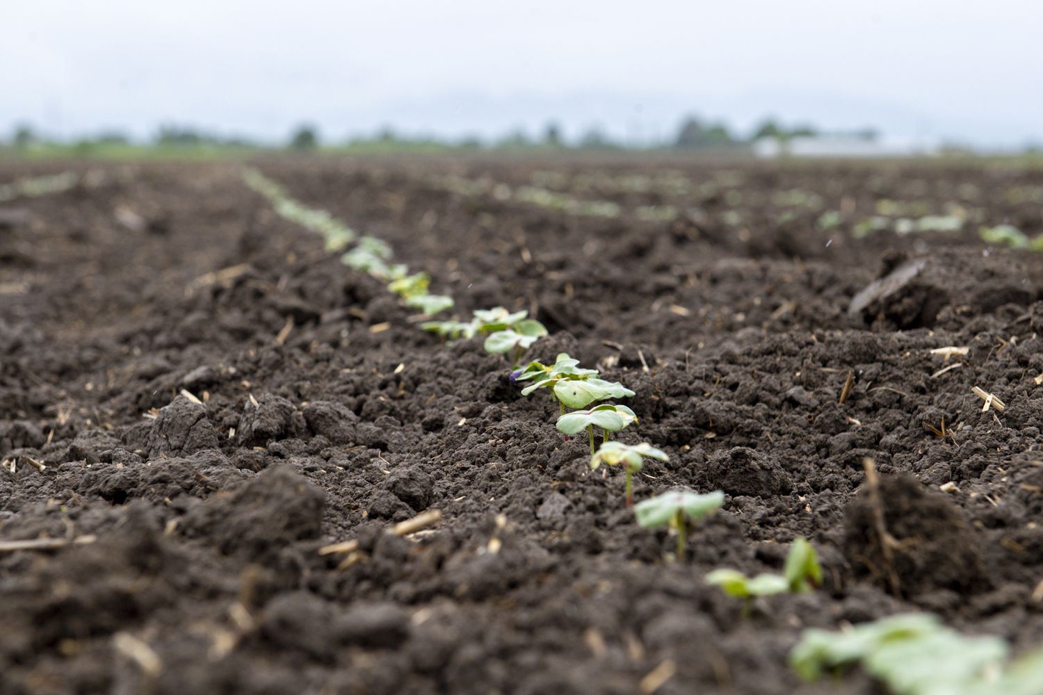 Pambıq sahələrində işlər nə yerdədir? - Nazirlik statistikanı açıqladı (FOTO) - Gallery Image