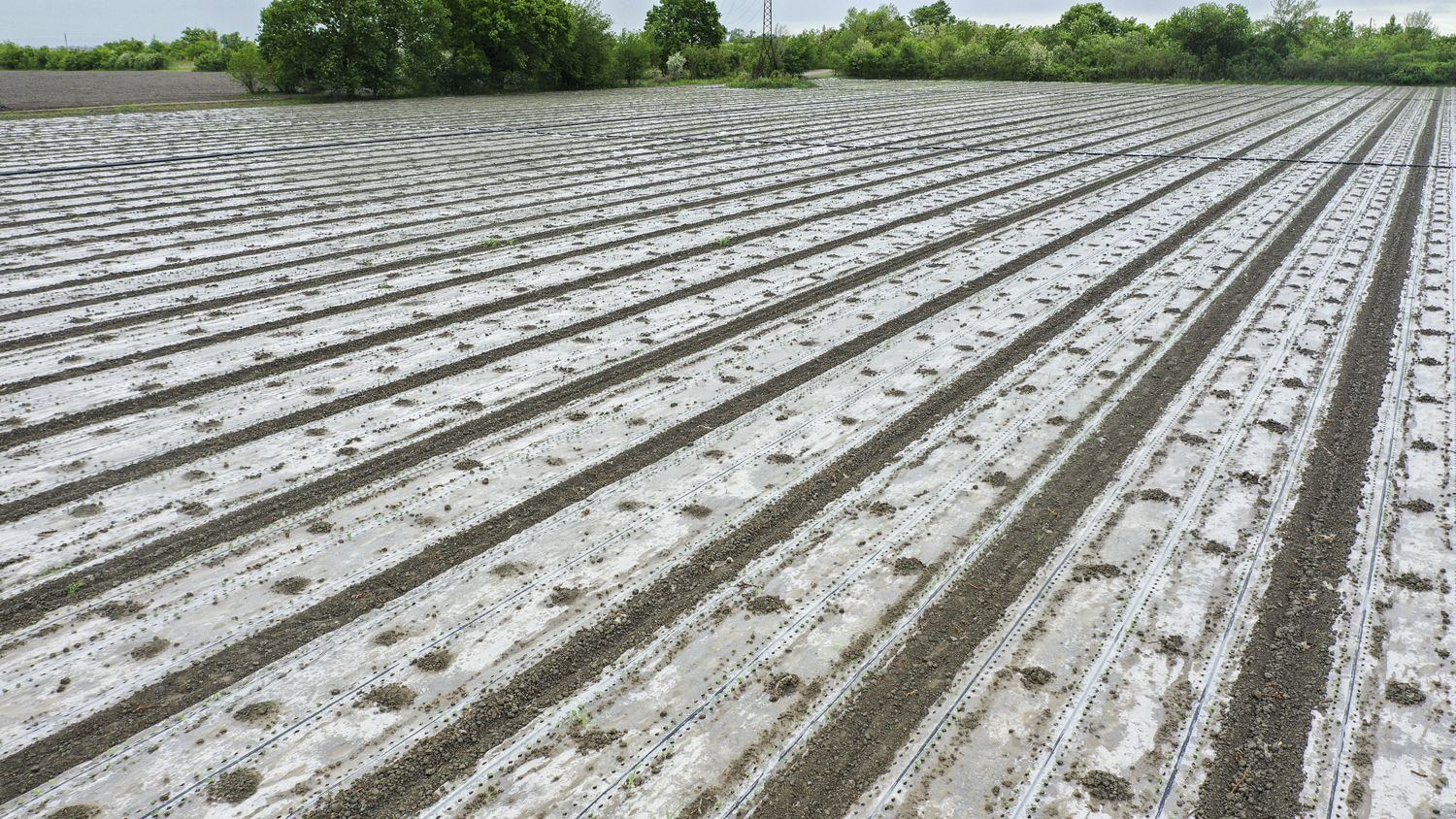 Pambıq sahələrində işlər nə yerdədir? - Nazirlik statistikanı açıqladı (FOTO) - Gallery Image