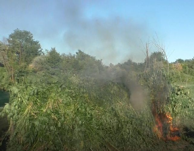 Qaxda 3 ton narkotik vasitə məhv edildi- FOTO