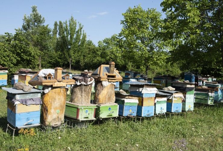 Arıçılara 5 milyon manatdan artıq subsidiyanın verilməsi nəzərdə tutulub (FOTO) - Gallery Image