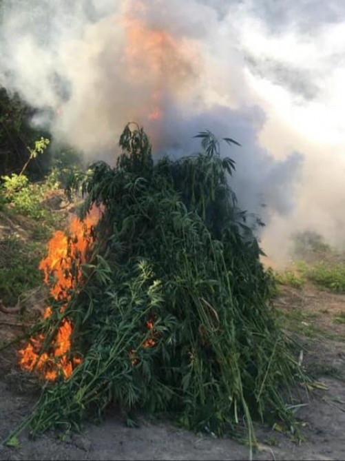 Yevlaxda bir tondan çox çətənə bitkisi məhv edildi- FOTO