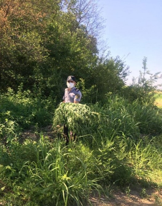 Yevlaxda bir tondan çox çətənə bitkisi məhv edildi- FOTO