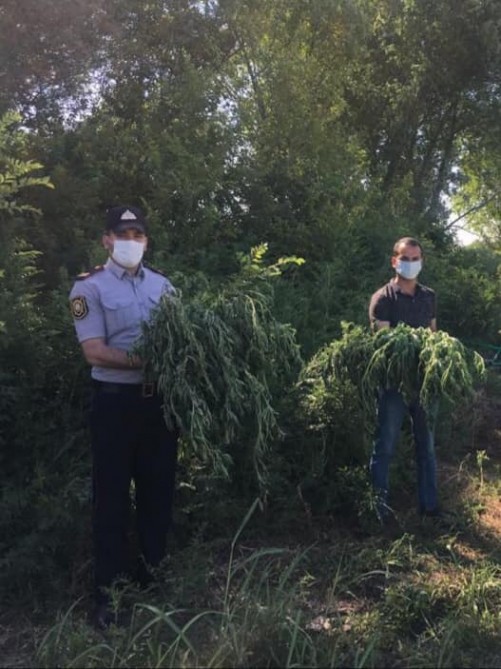 Yevlaxda bir tondan çox çətənə bitkisi məhv edildi- FOTO