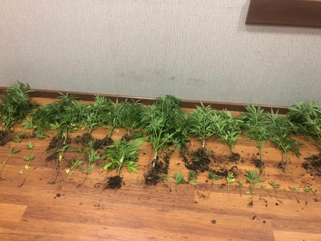 Xaçmazda narkotik becərən şəxs saxlanıldı (FOTO) - Gallery Image