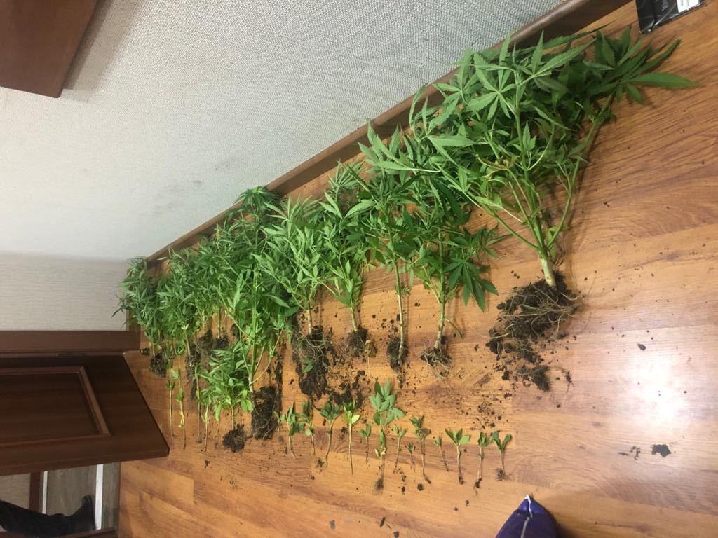 Xaçmazda narkotik becərən şəxs saxlanıldı (FOTO) - Gallery Image