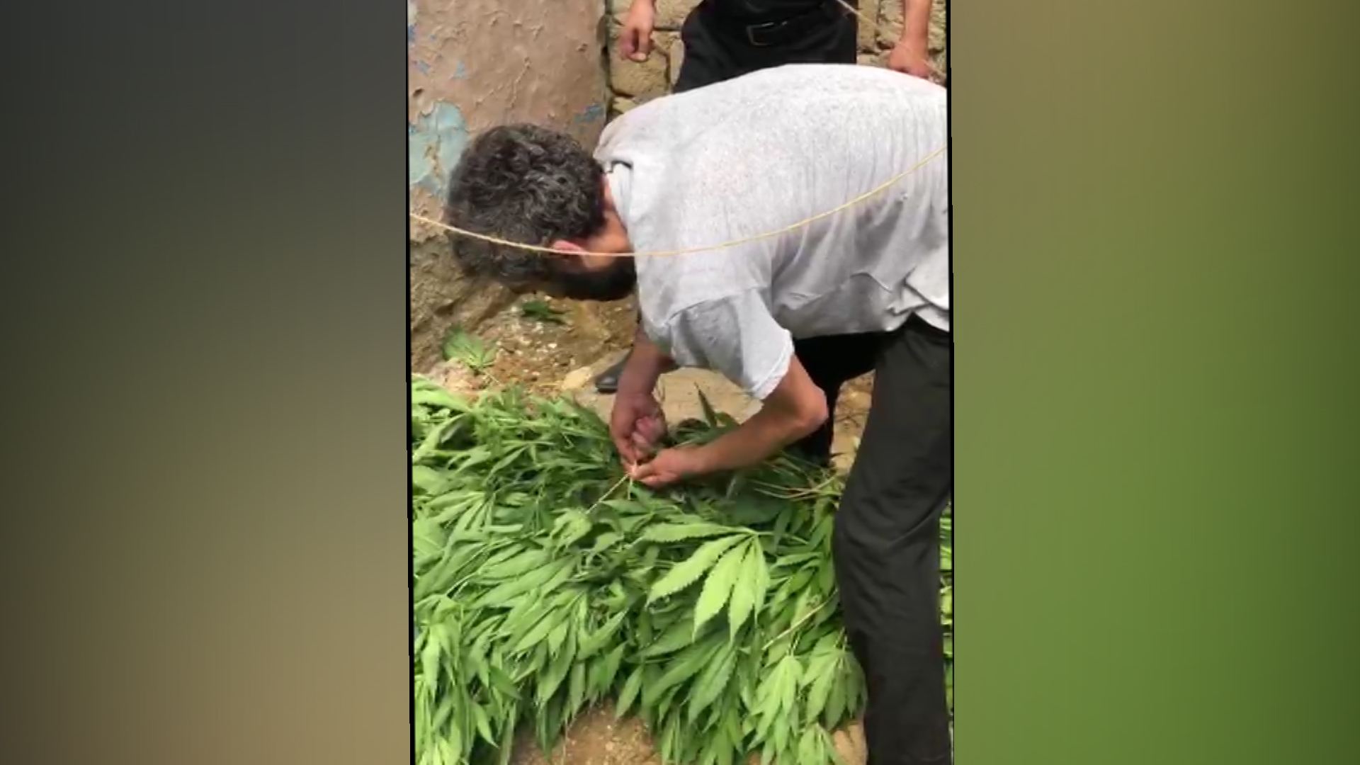 Suraxanıda narkotik yetişdirən şəxs saxlanıldı (FOTO) - Gallery Image