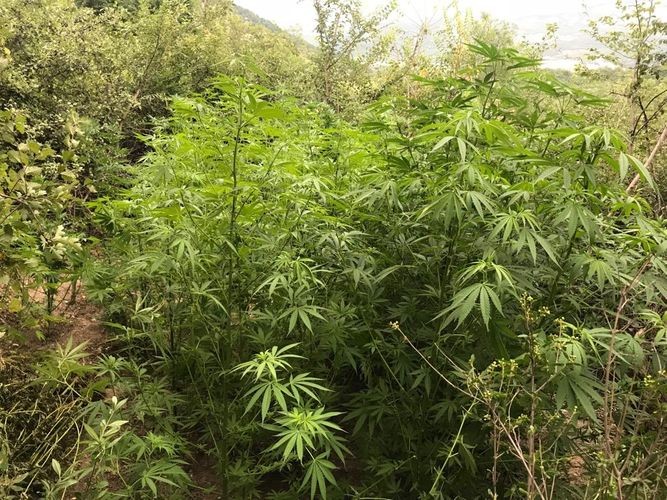 Qusarda meşədə narkotik əkən şəxs saxlanıldı- FOTO