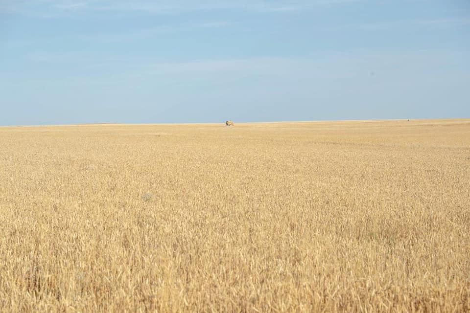 Azərbaycanda taxıl sahələrinin 31 faizində biçin başa çatıb (FOTO) - Gallery Image