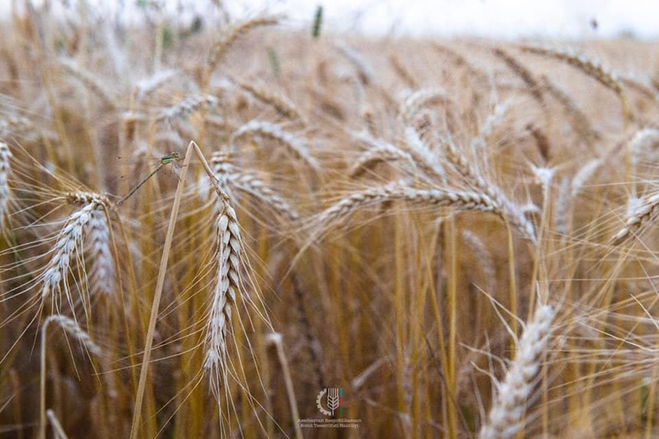 Azərbaycanda bu günədək 1 milyon tondan çox taxıl yığılıb - Gallery Image