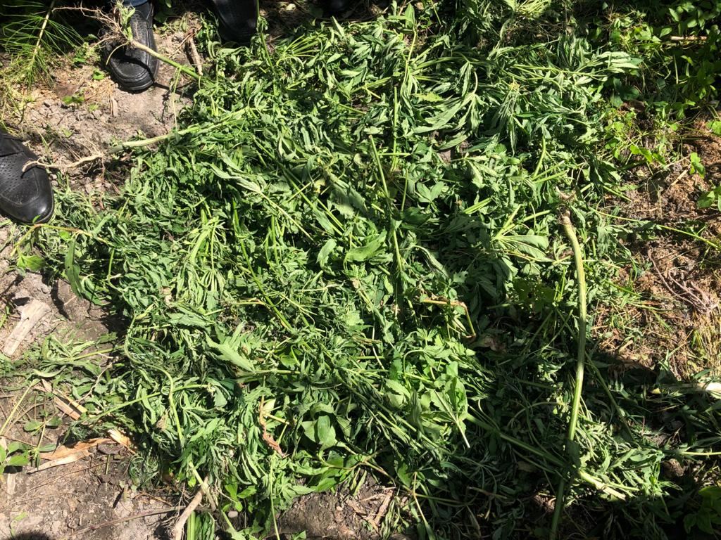 Şəkidə narkotik vasitə əkib-becərən şəxs saxlanıldı (FOTO) - Gallery Image