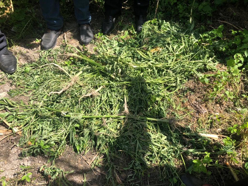 Şəkidə narkotik vasitə əkib-becərən şəxs saxlanıldı (FOTO) - Gallery Image