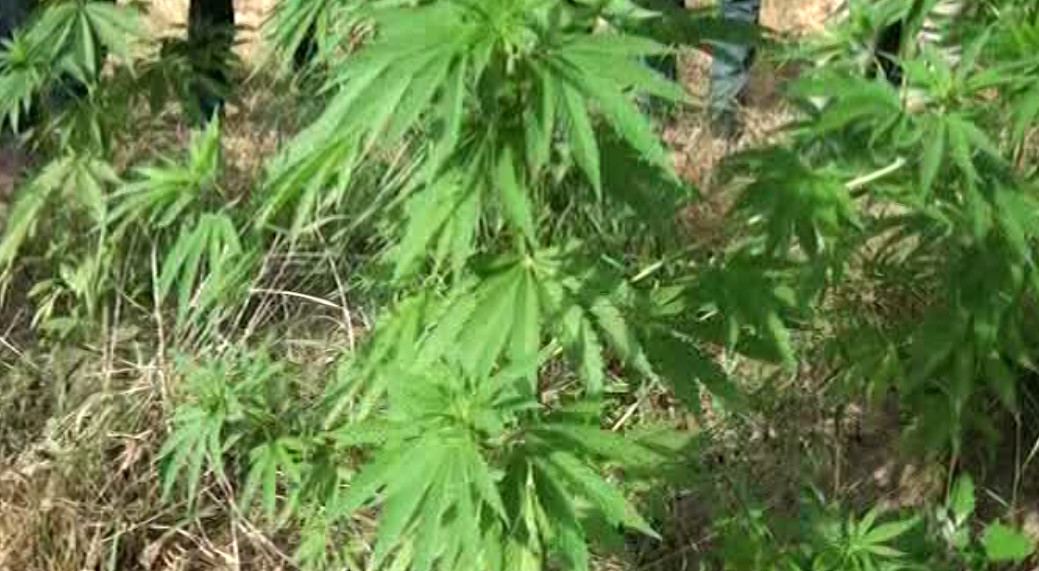 Ağstafada çətənə becərən şəxs saxlanılıb (FOTO) - Gallery Image