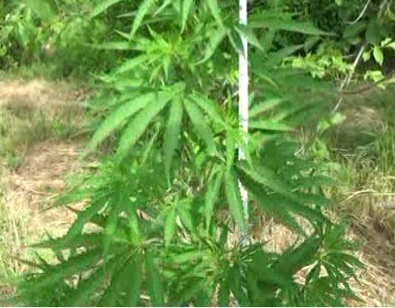 Ağstafada çətənə becərən şəxs saxlanılıb (FOTO) - Gallery Image