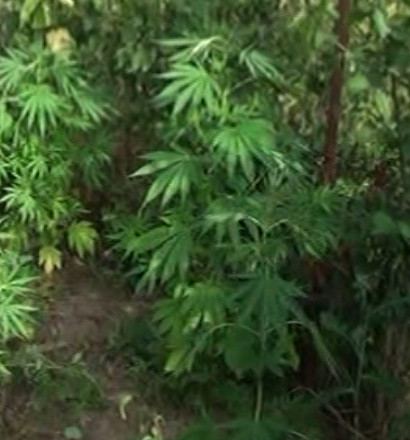 Ağstafada çətənə becərən şəxs saxlanılıb (FOTO) - Gallery Image