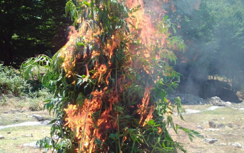 İsmayıllıda 600 kq-dan artıq narkotik vasitə məhv edilib (FOTO) - Gallery Image