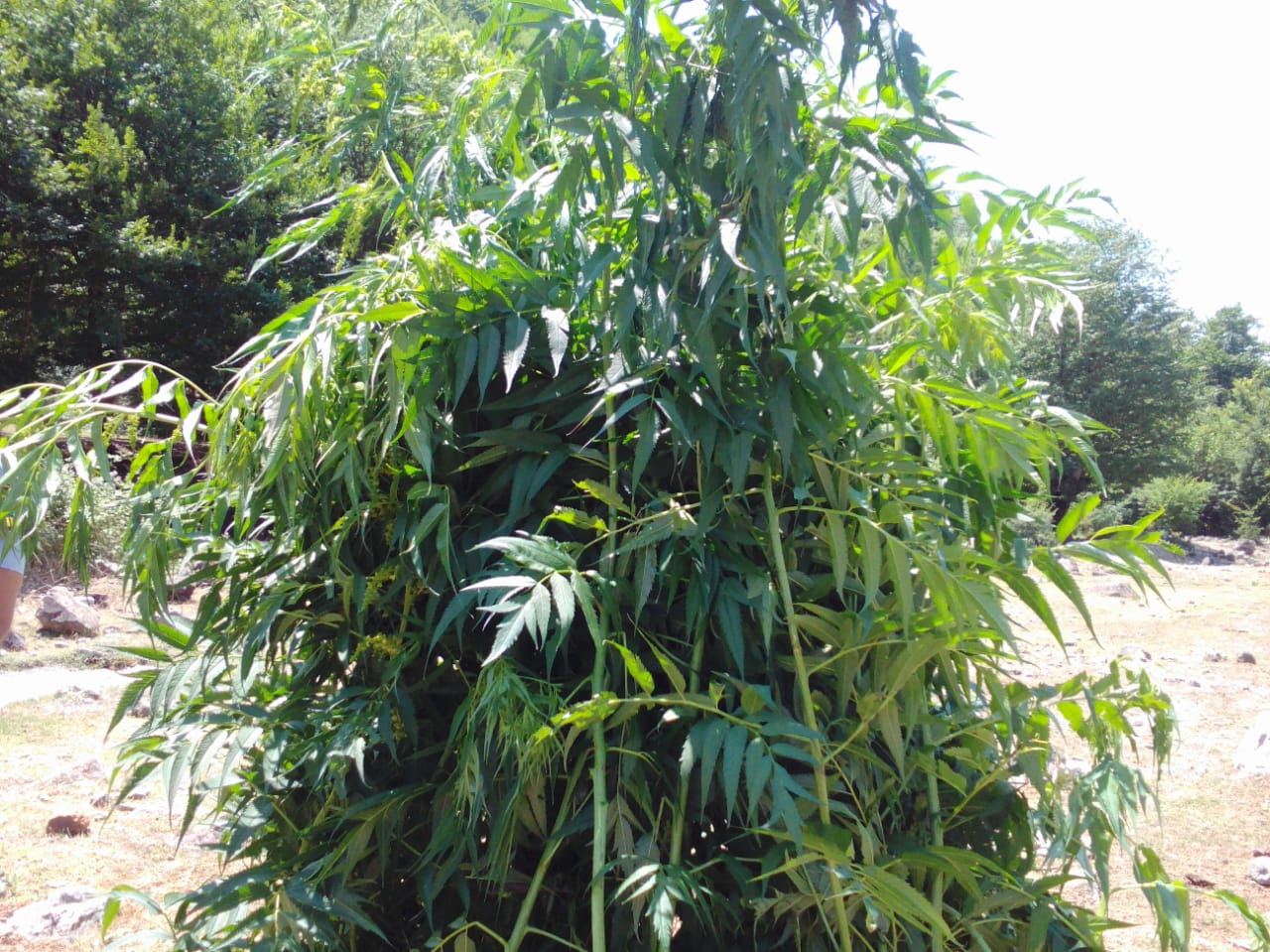 İsmayıllıda 600 kq-dan artıq narkotik vasitə məhv edilib (FOTO) - Gallery Image