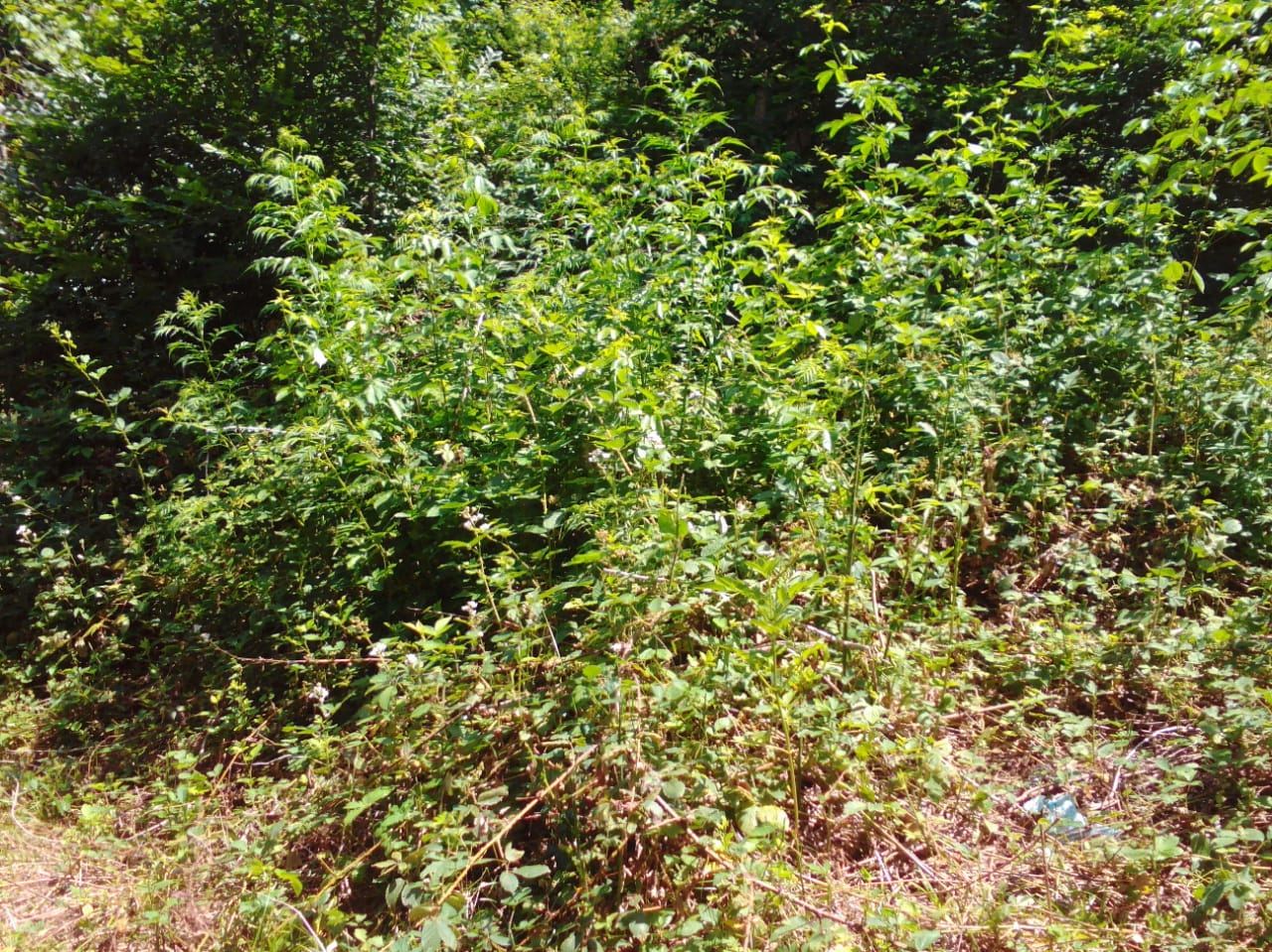 İsmayıllıda 600 kq-dan artıq narkotik vasitə məhv edilib (FOTO) - Gallery Image