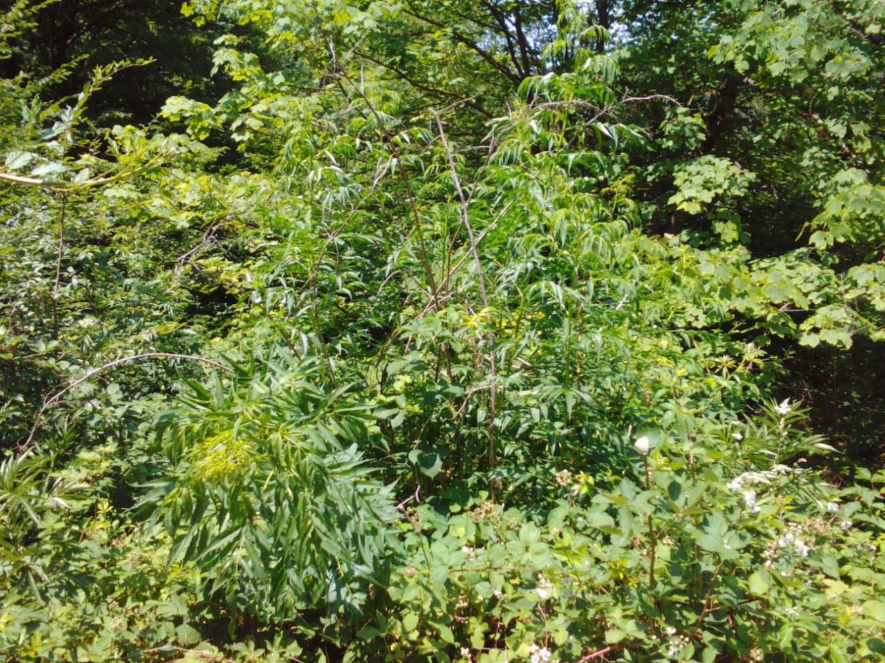 İsmayıllıda 600 kq-dan artıq narkotik vasitə məhv edilib (FOTO) - Gallery Image