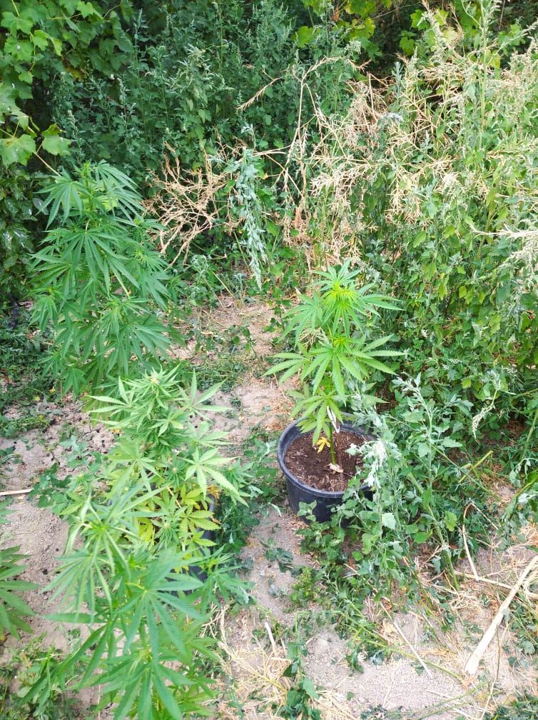 Siyəzən polisi əməliyyat keçirdi: 60 kiloqrama yaxın narkotik aşkarlandı (FOTO) - Gallery Image