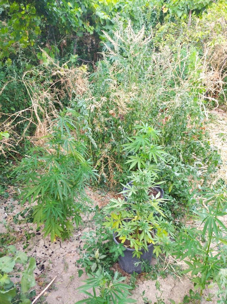 Siyəzən polisi əməliyyat keçirdi: 60 kiloqrama yaxın narkotik aşkarlandı (FOTO) - Gallery Image