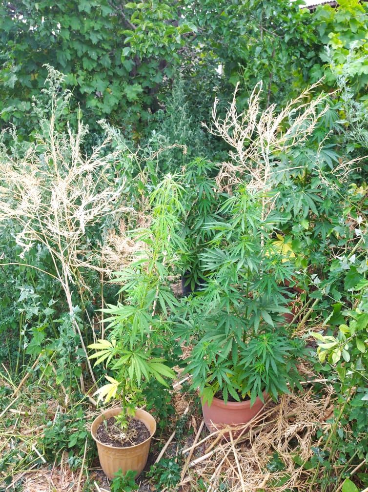 Siyəzən polisi əməliyyat keçirdi: 60 kiloqrama yaxın narkotik aşkarlandı (FOTO) - Gallery Image