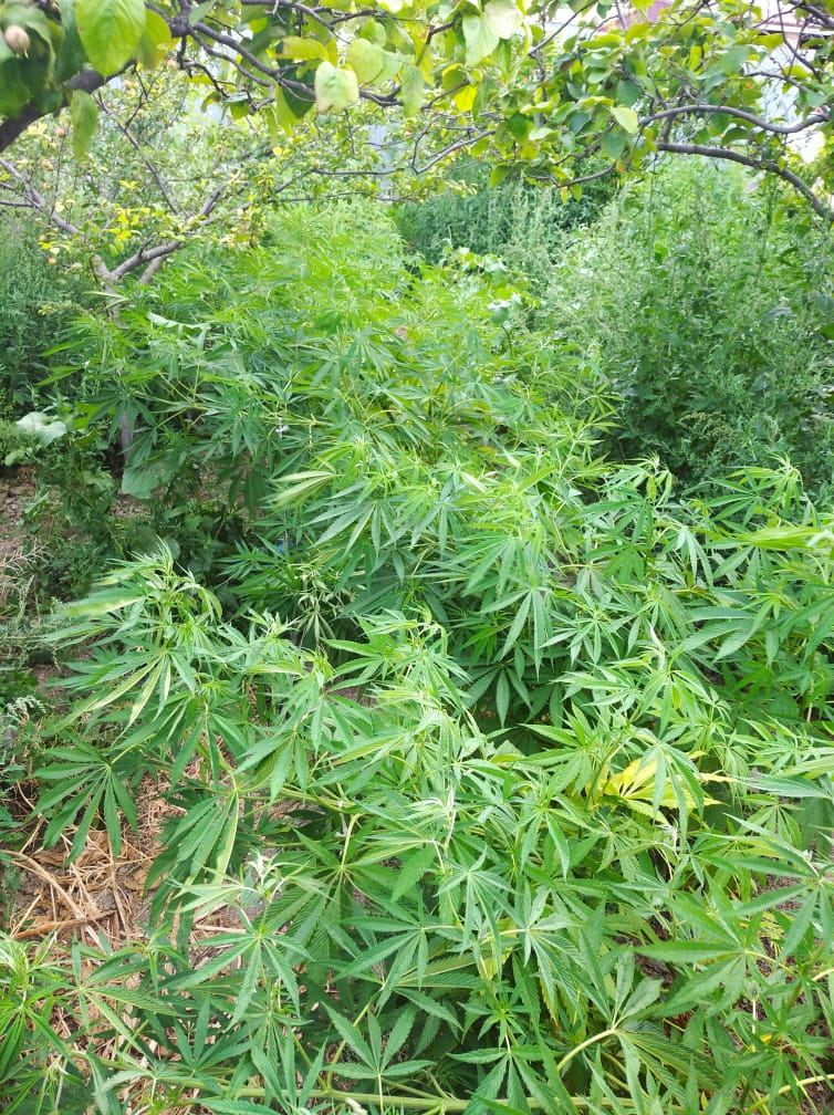 Siyəzən polisi əməliyyat keçirdi: 60 kiloqrama yaxın narkotik aşkarlandı (FOTO) - Gallery Image