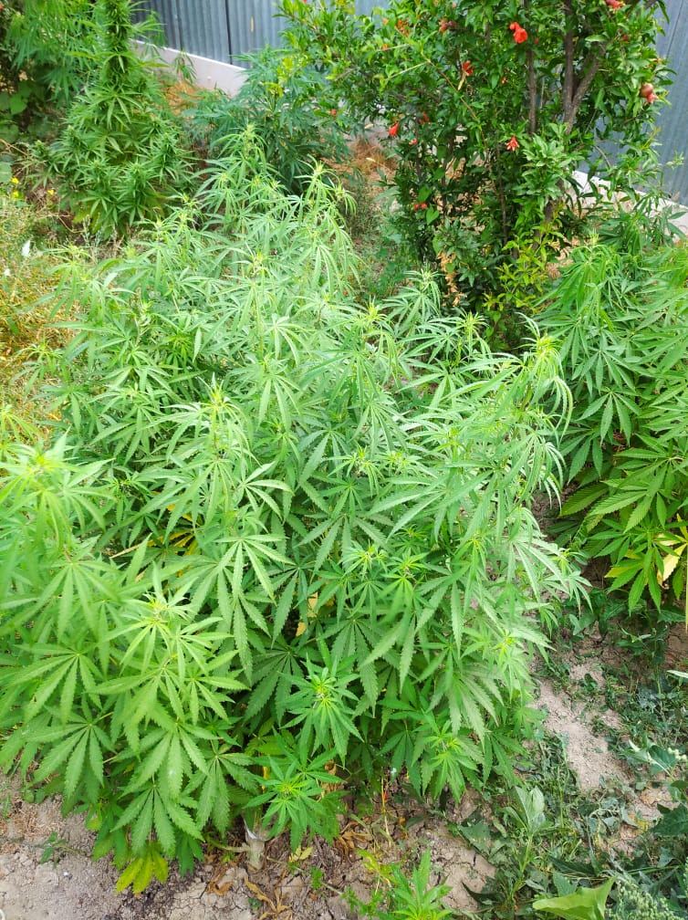 Siyəzən polisi əməliyyat keçirdi: 60 kiloqrama yaxın narkotik aşkarlandı (FOTO) - Gallery Image