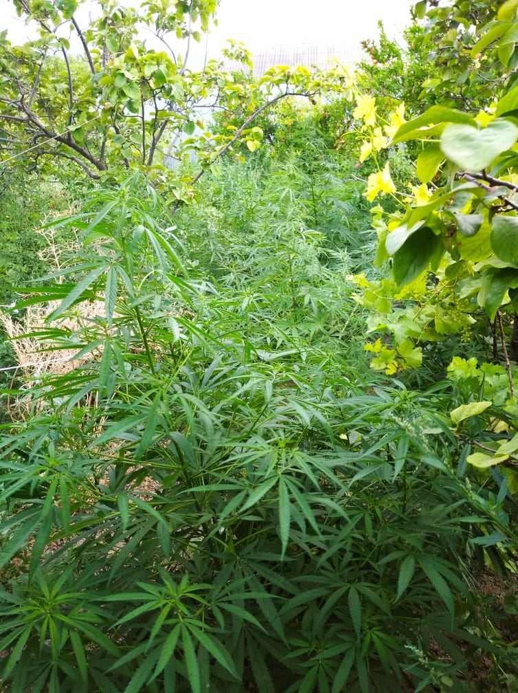 Siyəzən polisi əməliyyat keçirdi: 60 kiloqrama yaxın narkotik aşkarlandı (FOTO) - Gallery Image