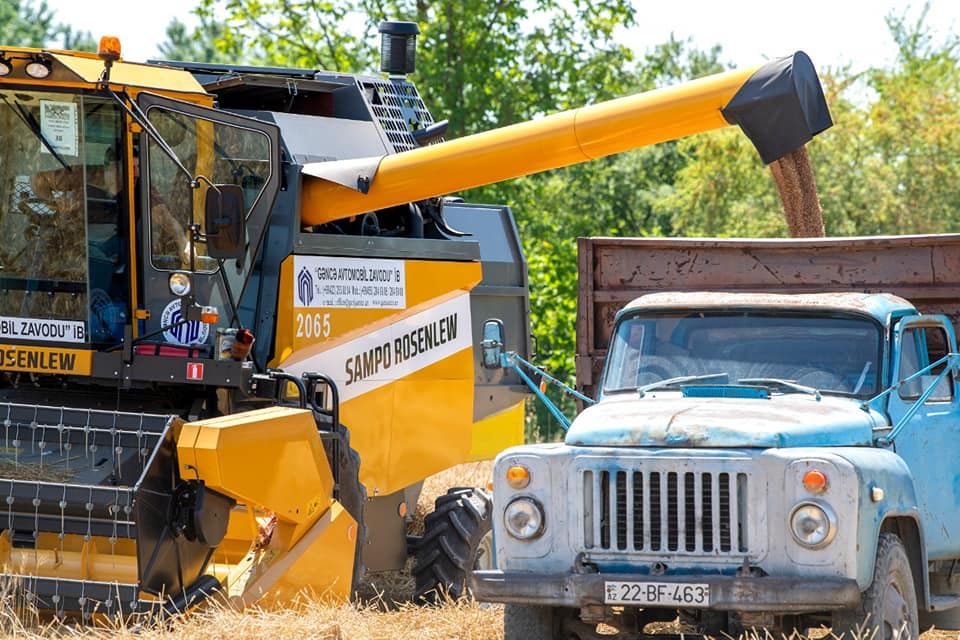 Taxıl sahələrinin 66 faizində biçin başa çatıb (FOTO) - Gallery Image