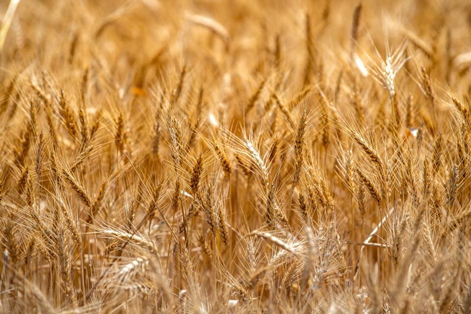 Taxıl sahələrinin 66 faizində biçin başa çatıb (FOTO) - Gallery Image