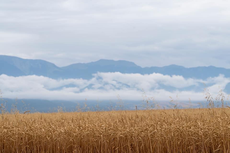 Taxıl sahələrinin 66 faizində biçin başa çatıb (FOTO) - Gallery Image