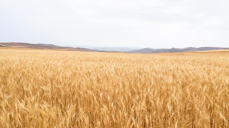 Azərbaycanda indiyədək 2,3 milyon tondan çox taxıl yığılıb (FOTO) - Gallery Image