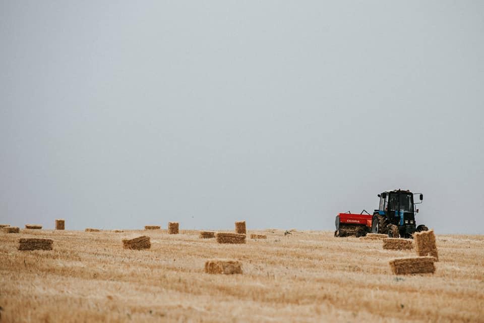 Azərbaycanda indiyədək 2,3 milyon tondan çox taxıl yığılıb (FOTO) - Gallery Image
