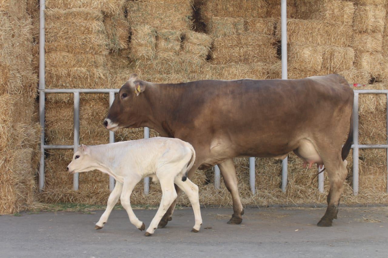 Azərbaycanda yüksək məhsuldar cins heyvanların yetişdirilməsi üçün pilot layihəyə başlanıb (FOTO) - Gallery Image