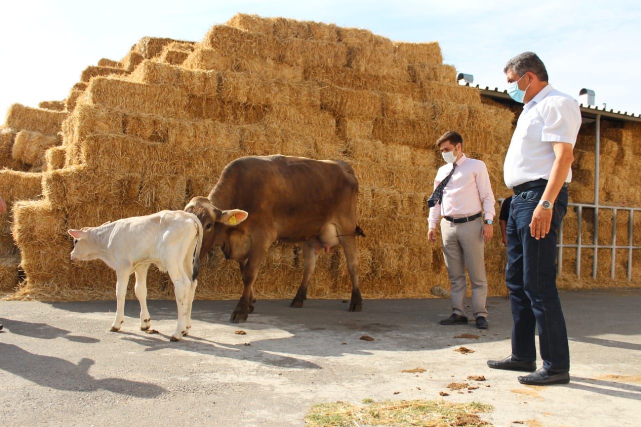 Azərbaycanda yüksək məhsuldar cins heyvanların yetişdirilməsi üçün pilot layihəyə başlanıb (FOTO) - Gallery Image
