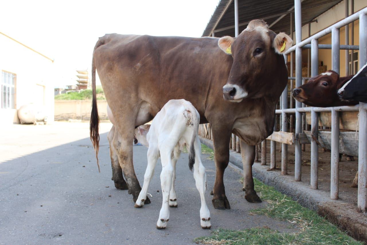 Azərbaycanda yüksək məhsuldar cins heyvanların yetişdirilməsi üçün pilot layihəyə başlanıb (FOTO) - Gallery Image
