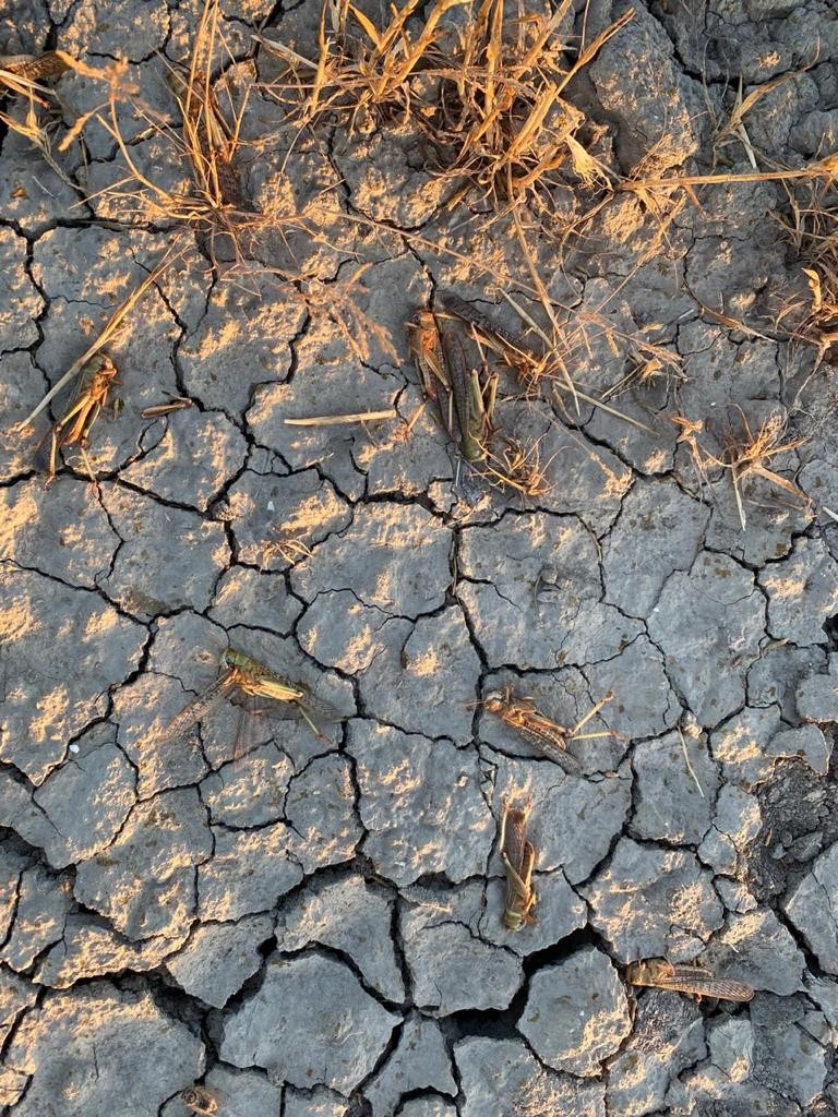 Asiya çəyirtkələrinin miqrasiyasına qarşı tədbirlər davam etdirilir