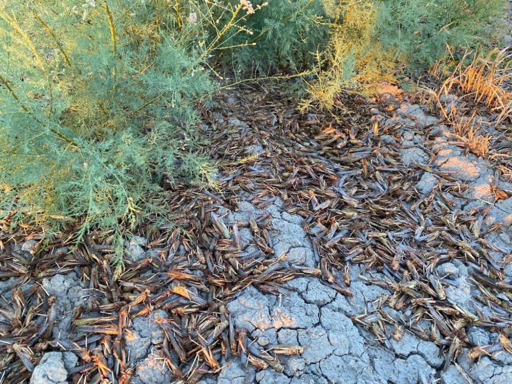 Asiya çəyirtkələrinin miqrasiyasına qarşı tədbirlər davam etdirilir