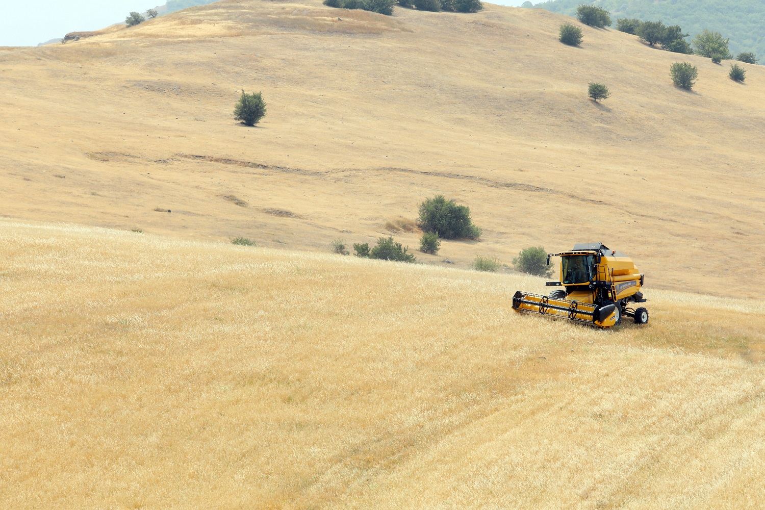 Yeni nəsil kombaynlar Siyəzən, Xızı və Qusarın dağlıq və dağətəyi zonalarında biçinə başlayıb (FOTO) - Gallery Image