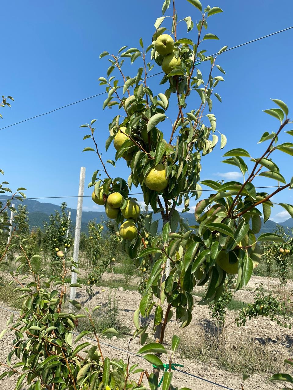 Bəzi rayonlarda aqrobağların vəziyyəti qənaətbəxş olmadı- Firdovsi Əliyev