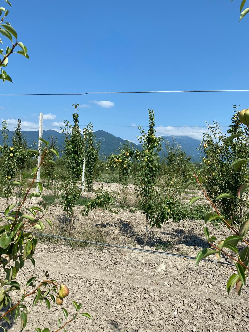 Bəzi rayonlarda aqrobağların vəziyyəti qənaətbəxş olmadı- Firdovsi Əliyev