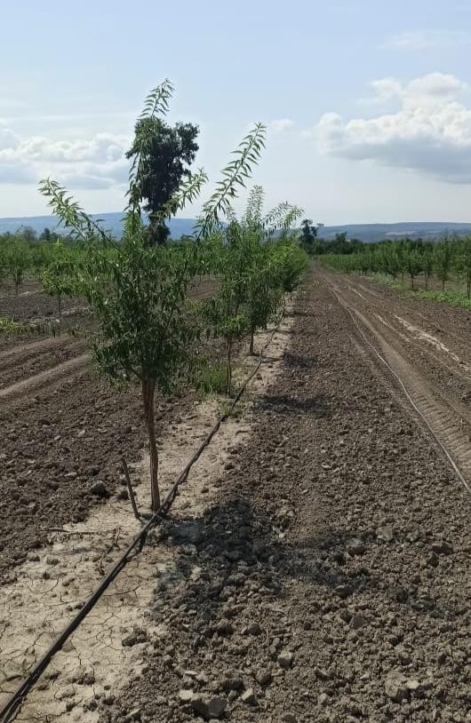 Bəzi rayonlarda aqrobağların vəziyyəti qənaətbəxş olmadı- Firdovsi Əliyev