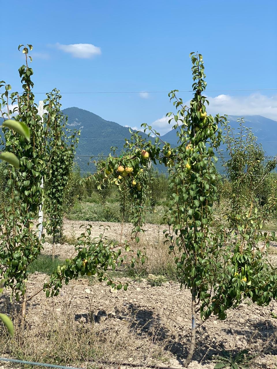 Bəzi rayonlarda aqrobağların vəziyyəti qənaətbəxş olmadı- Firdovsi Əliyev