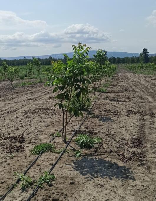 Bəzi rayonlarda aqrobağların vəziyyəti qənaətbəxş olmadı- Firdovsi Əliyev