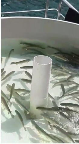 Göygöl və Maralgöl göllərinə körpə forel balıqları buraxıldı- FOTOLAR
