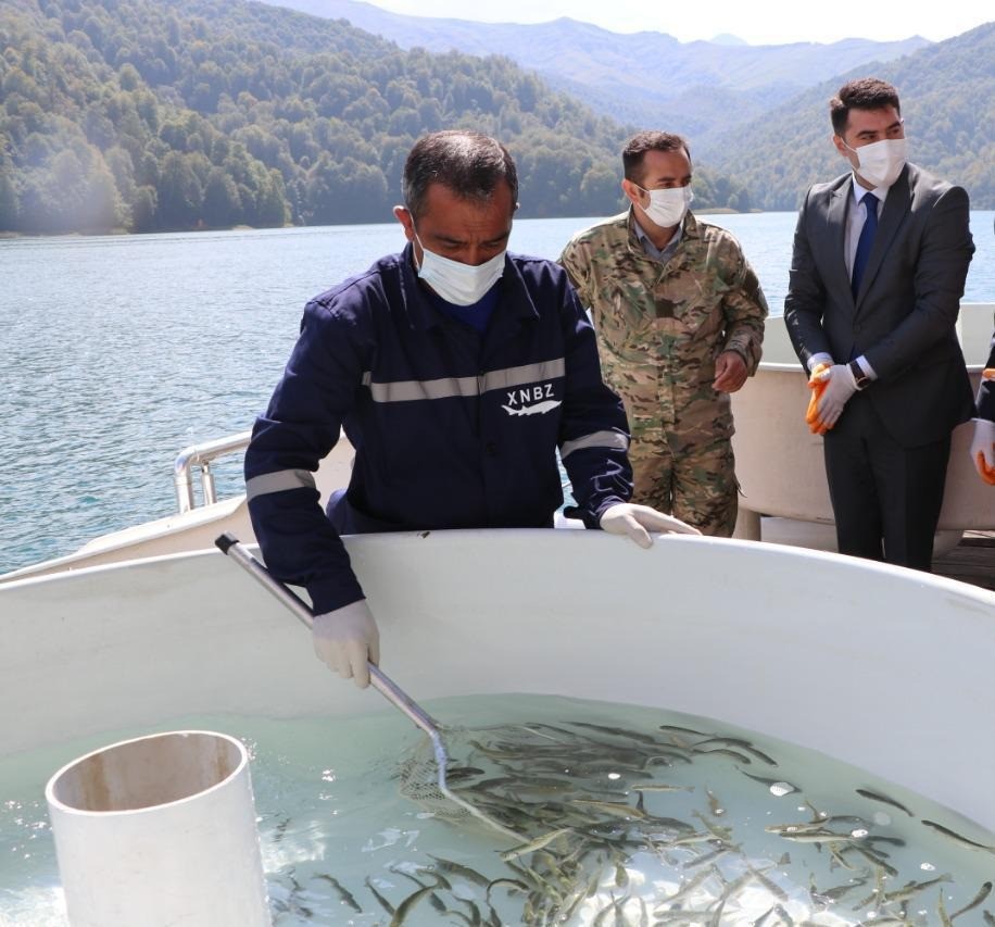 Göygöl və Maralgöl göllərinə körpə forel balıqları buraxıldı- FOTOLAR
