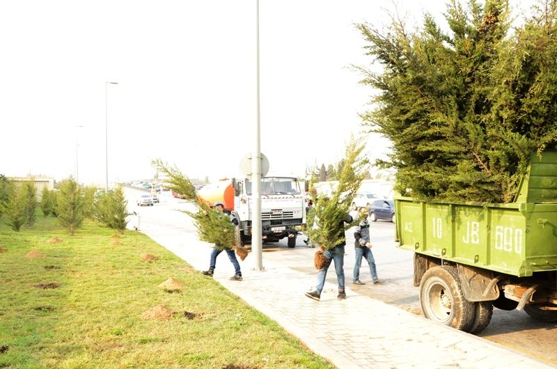 Paytaxtda kütləvi ağacəkmələr aparılır (FOTO) - Gallery Image