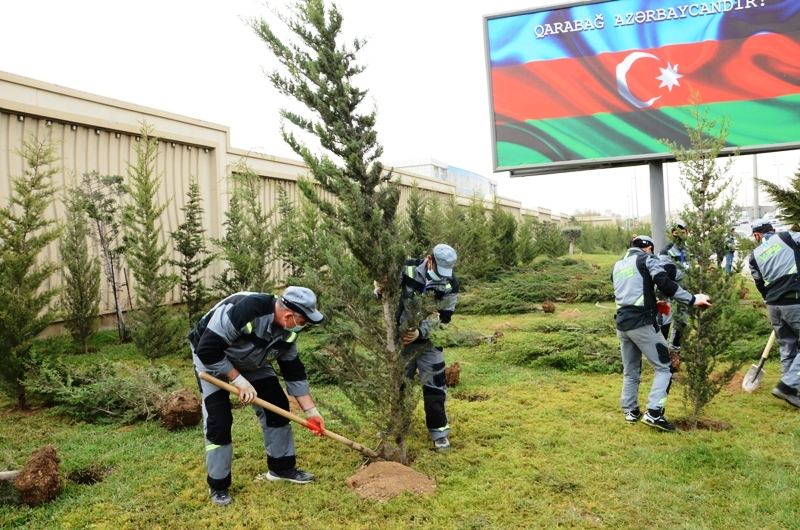 Paytaxtda kütləvi ağacəkmələr aparılır (FOTO) - Gallery Image